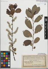 Foto von Salix laurina Sm.